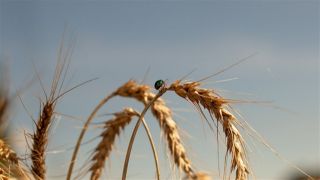 Clima favorece culturas de inverno na região do Alto Uruguai