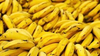 RS: agricultura orienta sobre pragas em bananais no Litoral Norte
