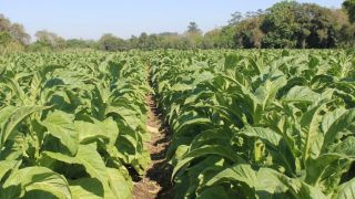 Nesta quinta-feira será lançada frente em defesa dos produtores de tabaco 