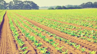 4 Dicas para melhorar a produtividade na agricultura