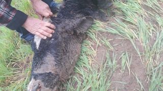 Crime de Abigeato ocorreu na madrugada de domingo (06), na Linha Amaral