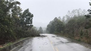 Atenção: Árvore caída no asfalto dificulta passagem dos carros no sentido Camaquã - Dom Feliciano