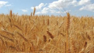 RS: Terra Sul aborda consumo de PANC e semeadura do trigo no Sul do estado