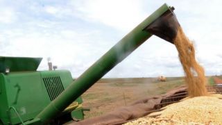Colheita de grãos de verão no Rio Grande do Sul deve crescer 40,27% em 2021