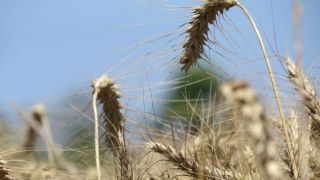 Lavouras de trigo no RS estão 25% ruins