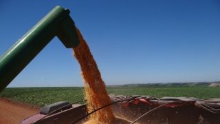 Venda antecipada de soja atinge nível histórico no Rio Grande do Sul