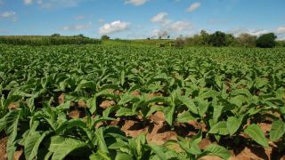 RS: na despedida do inverno, geada castiga plantações de tabaco