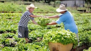 Mapa prorroga prazos da DAP para agricultores familiares