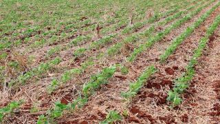 RS: avanço no plantio de cultivos de verão