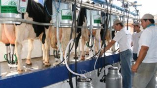 Tendências e desafios da produção de leite na região de Pelotas