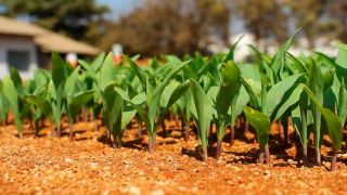 RS já plantou 53% do milho de verão