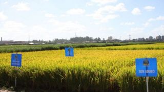Irga avalia qualidade da água usada em lavouras de arroz