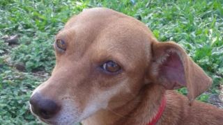 Com base na nova lei contra os maus-tratos aos animais, um empresário de Sapucaia do Sul foi preso em flagrante por matar um cão