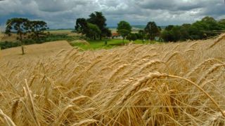 Rio Grande do Sul já vendeu metade do trigo