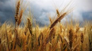 Disputa do trigo com o produtor continua no RS