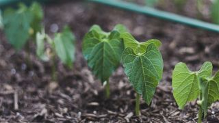 Como o fósforo do solo economiza fertilizantes?