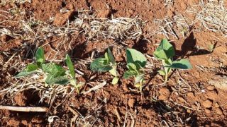 Tempo seco reduz intensidade de plantio da soja no RS