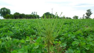 Entenda o momento certo de controlar as plantas daninhas