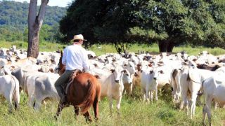 GTPS quer reconhecimento de pecuaristas que cumprem Código Florestal