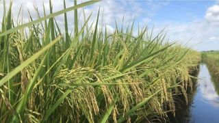 Semeadura de arroz registra 78,5% do previsto no Rio Grande do Sul