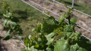 RS: amostras confirmam deriva de herbicidas