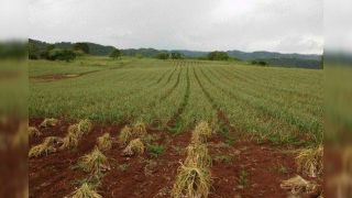 Serra começa a colher as lavouras de alho