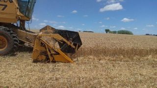 Colheita do trigo chega a 95% da área total cultivada no Rio Grande do Sul