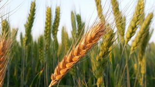 Valores do trigo no RS superam os do Paraná