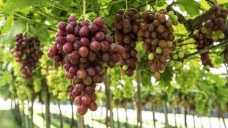 RS: colheita da safra da uva tem início