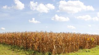 A cotação do milho vai continuar subindo? Veja perspectivas para a semana