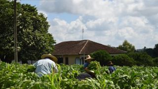 RS: pellets transformam a qualidade de vida do produtor de tabaco