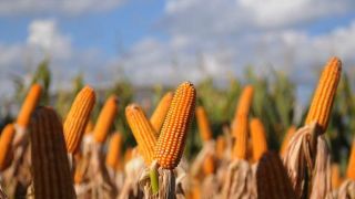 Estiagem atingiu lavouras de milho e deve acarretar perdas na produção do Rio Grande do Sul