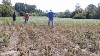 Produtores afetados pela estiagem recebem nova linha emergencial de crédito