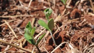 Plantio de soja é finalizado no Rio Grande do Sul