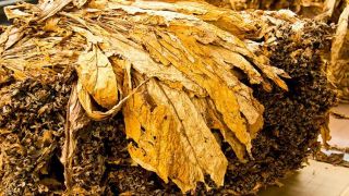 Entidades e empresas iniciam negociação do preço do tabaco