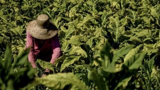 Camaquã e Dom Feliciano estão entre os maiores produtores de fumo do RS 