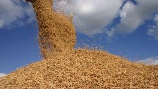 RS: área semeada de arroz cresce 1,2%