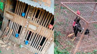 Polícia encontra palco e galos de rinha no interior de Cerro Grande do Sul