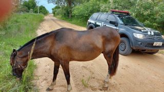 Decrab captura foragido da justiça e recupera cavalo furtado