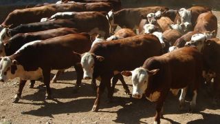 Caso de Vaca Louca é confirmado em animal abatido no Mato Grosso