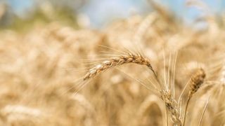 Preços do trigo continuam firmes