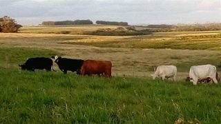 Temperaturas amenas melhoram a engorda do gado de corte