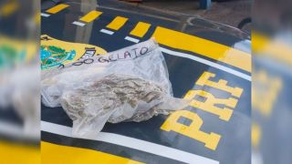 PRF prende homem com skunk que venderia em Camaquã