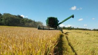 Rio Grande do Sul atinge 81% de área do arroz colhida