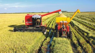 Arroz/Cepea: Negociações seguem pontuais; saca é comercializada a R$86,66