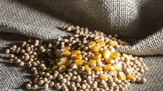 Folha de Boa Vista Imposto de importação do milho e soja é suspenso até fim do ano 