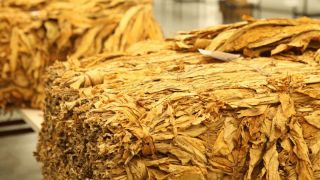 Fumo ajuda a impulsionar as exportações do agronegócio gaúcho no primeiro trimestre de 2021