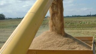 Arroz/Cepea: Com maior produção e demanda enfraquecida, preços recuam