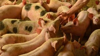 Indústria de carnes comemora novo status sanitário do Rio Grande do Sul