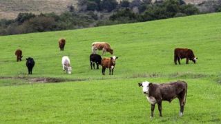 Rio Grande do Sul é zona livre de febre aftosa sem vacinação